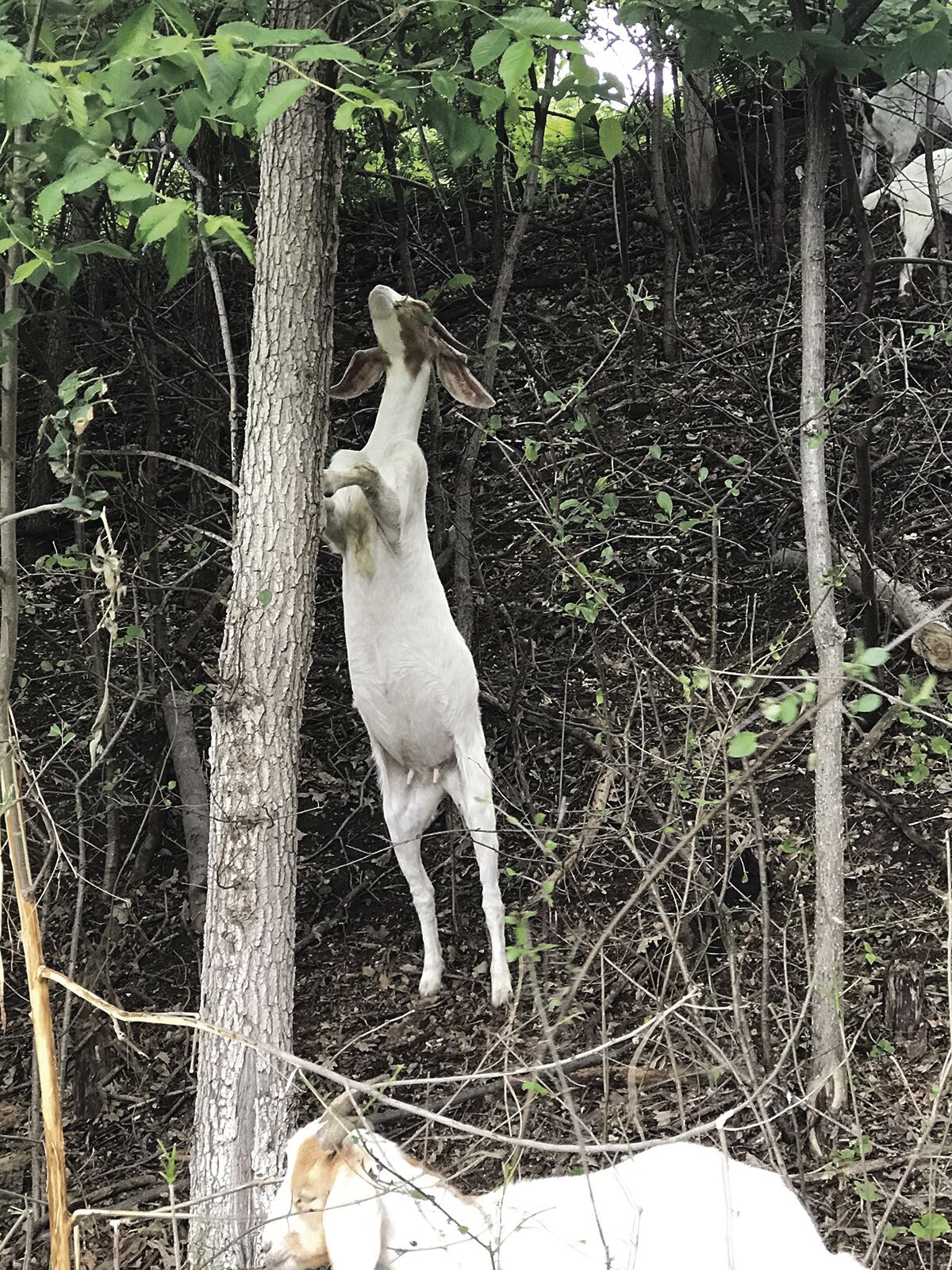 EP13NWgoatsEatWeeds2.jpg